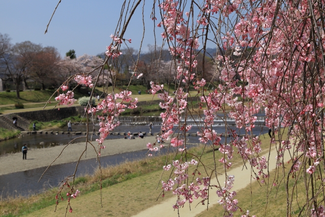 鴨川の桜
